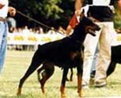 Cesareus Borabora | Black Doberman Pinscher