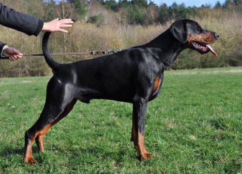 Nike v. 't Genebos | Black Doberman Pinscher