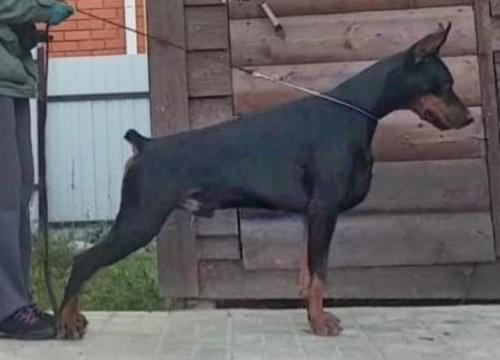 Eria Pro Right to Win | Black Doberman Pinscher