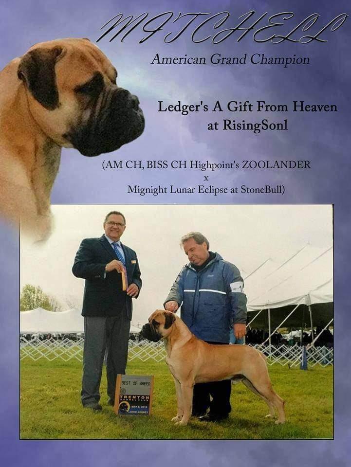 Dredger's A Gift From Heaven at RisingSon | Bullmastiff 