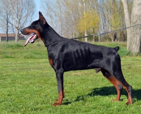 Barut de Noche Negro | Black Doberman Pinscher