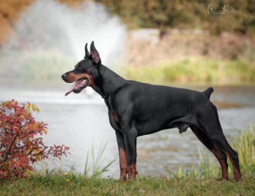 Triumf iz Smolgrada | Black Doberman Pinscher