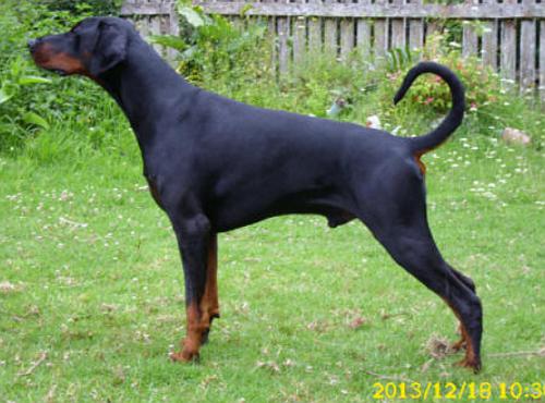 Assisi Anteros From Ruzuna | Black Doberman Pinscher