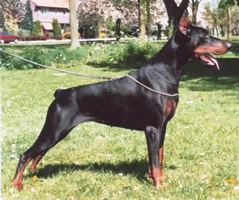 Jura v.h. Wantij | Black Doberman Pinscher