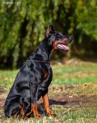 Ezhevika-Yagodka Pride of my Heart | Black Doberman Pinscher