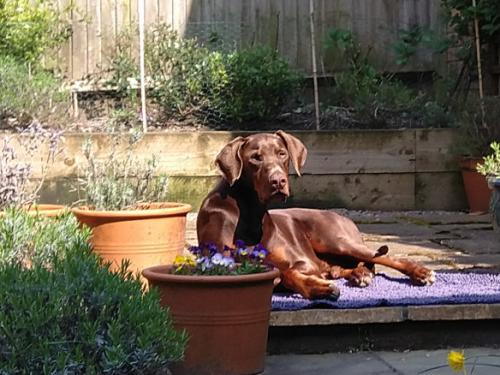 Assisi Aruernus | Brown Doberman Pinscher