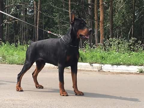 Life Mate Bellagio | Black Doberman Pinscher