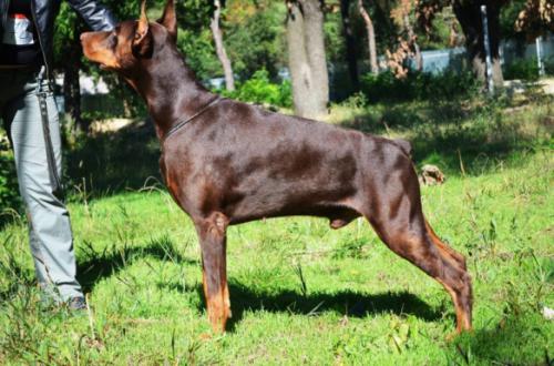 Jerar (UKU) | Brown Doberman Pinscher