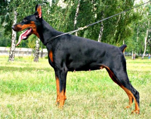 Korry-Korado Primavera del Amore | Black Doberman Pinscher