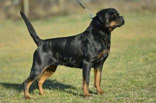 Goldy vom Granitkopf | Rottweiler 