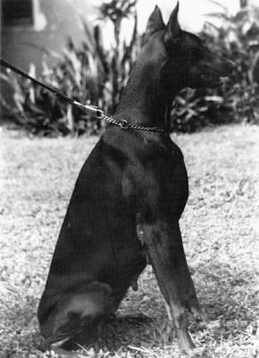 Fanta de Oma | Black Doberman Pinscher