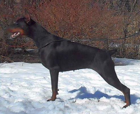 Nostra Aetate Narinia Ferrona | Black Doberman Pinscher