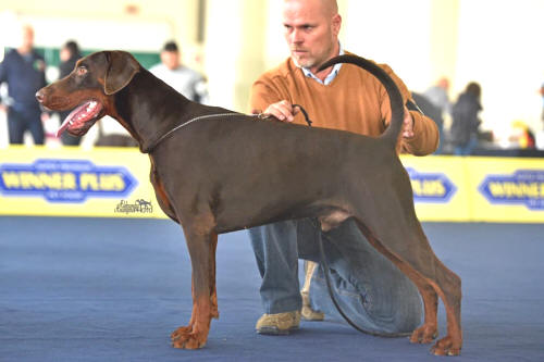 Sir Vino v. Royaert | Brown Doberman Pinscher