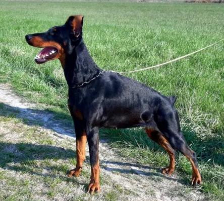 Xelle Xana v. Zwilling | Black Doberman Pinscher