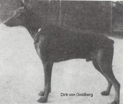 Dirk v. Goldberg | Black Doberman Pinscher