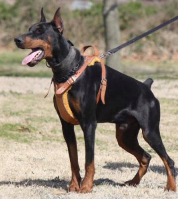 B'Nunik v. Noblesshof | Black Doberman Pinscher