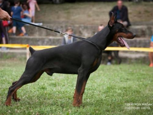 Tekai v. Mrdak | Black Doberman Pinscher