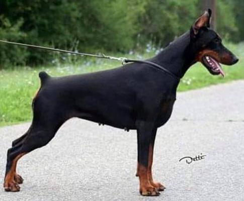 Nefarius Odhi | Black Doberman Pinscher