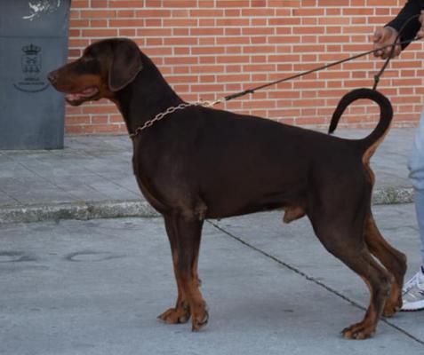 Antonin De Boramorena | Brown Doberman Pinscher