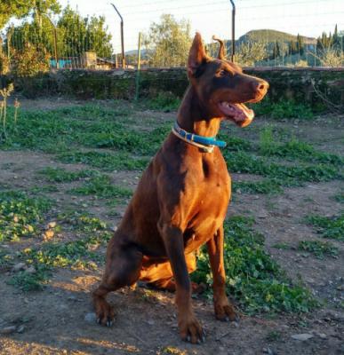 Xuper de Boramorena | Brown Doberman Pinscher
