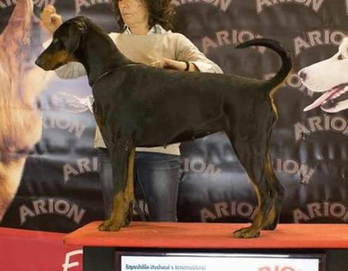 Azul de Boramorena | Black Doberman Pinscher