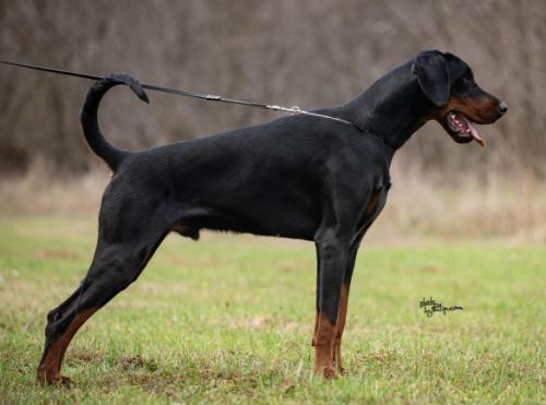 Had Boba House | Black Doberman Pinscher