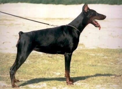 Gladys v. Hermansjomaik | Black Doberman Pinscher