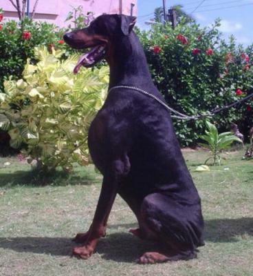 Apolo de Atalaya Real | Black Doberman Pinscher