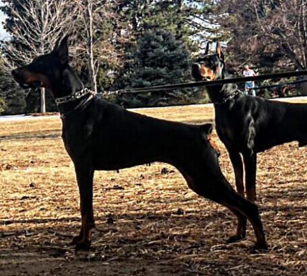 Sant Kreal Helavisa | Black Doberman Pinscher