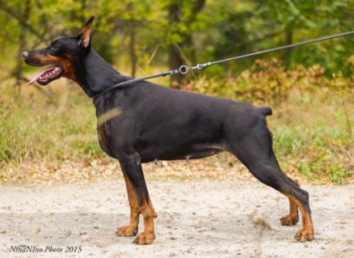 Smart Wood Hills Lantra | Black Doberman Pinscher