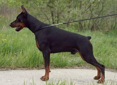 Smart Wood Hills Flying Dutchman | Black Doberman Pinscher