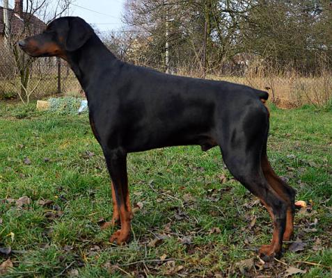 Sonny Silver z Helfstyna | Black Doberman Pinscher