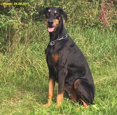 Quiara Urbhay di Matario | Black Doberman Pinscher