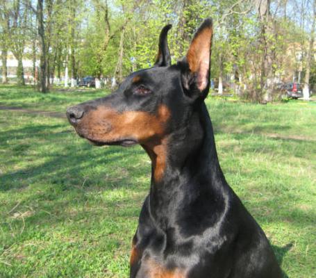 Gabriela Gracia (RKF) | Black Doberman Pinscher