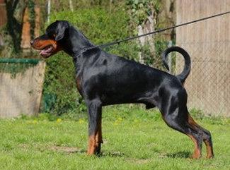 Achilles v. Zentaurus | Black Doberman Pinscher