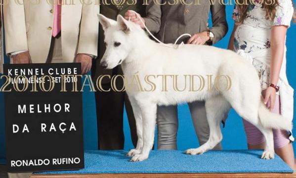 Bella Miller Sunrise da Serra | White Swiss Shepherd Dog 