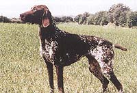 Duna ks vom hege haus | German Shorthaired Pointer 