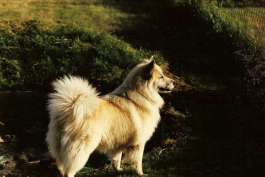 Stássi frá Götu | Icelandic Sheepdog 