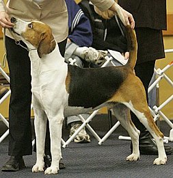 Foxhunter's Gallant Fox | English Foxhound 