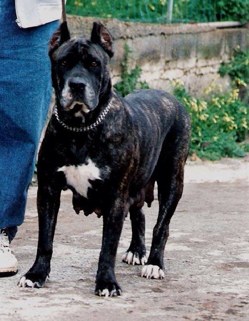 Negri | Perro de Presa Canario 