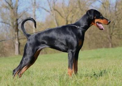 Anastasia v. Zentaurus | Black Doberman Pinscher