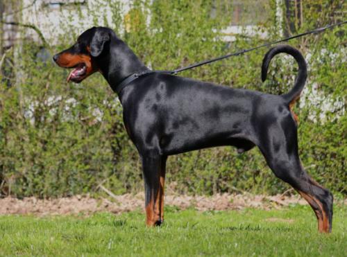 Arvalon v. Zentaurus | Black Doberman Pinscher