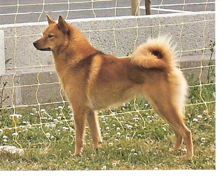 FAUSTINE LOF.  216/65 | Finnish Spitz 