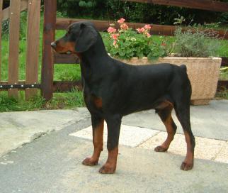 Keyalas Konrad | Black Doberman Pinscher