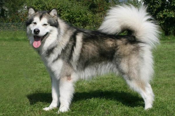 Issues of Yukon Onyx | Alaskan Malamute 