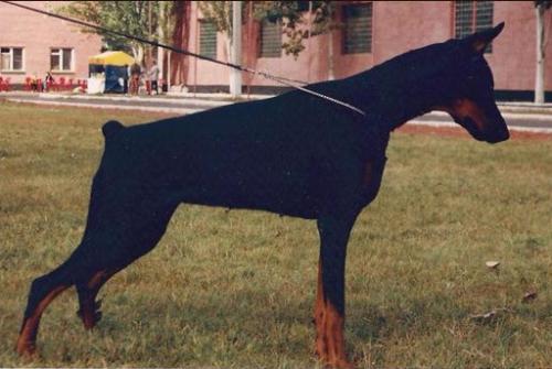 Ledi Star Trek iz Marialgrada | Black Doberman Pinscher