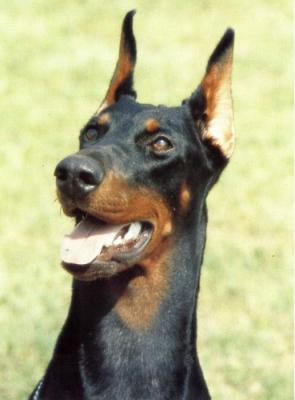 Mia di Villa Castelli | Black Doberman Pinscher