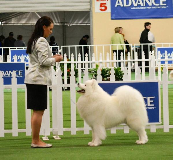 Kalaska Lover Boy | Samoyed 