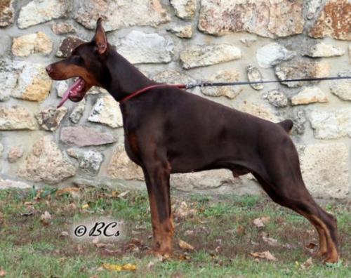 Destiny's Phoenix Nadal | Brown Doberman Pinscher