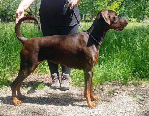 Unique Pearl Margot (LO17154406) | Brown Doberman Pinscher